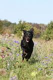 BEAUCERON 173